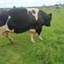 A pedigree British Friesan Bull Image 2
