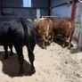 Beef heifers Image 4
