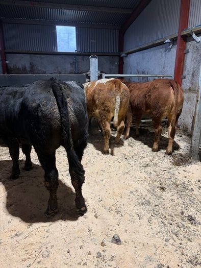 Beef heifers