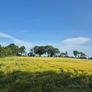 Wholecrop Image 5