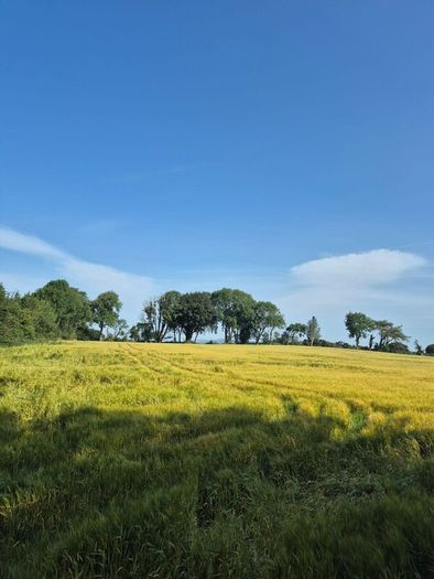 Wholecrop
