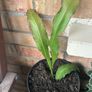 cactus plant Image 6