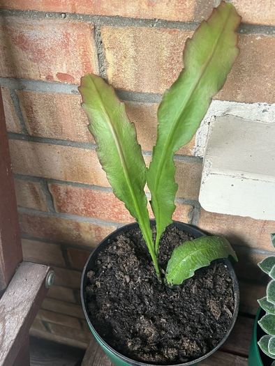 cactus plant