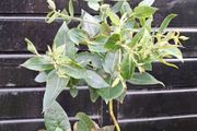 Eucalyptus " glue gum " trees