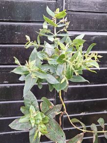 Eucalyptus " glue gum " trees