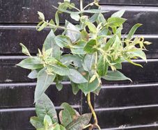 Eucalyptus " glue gum " trees