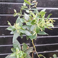 Eucalyptus " glue gum " trees
