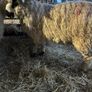 Ewe and Ram Lambs for sale Image 4