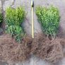 Box Hedging Image 6