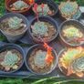 plants Image 2