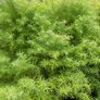 cryptomeria japonica elegans Image 2