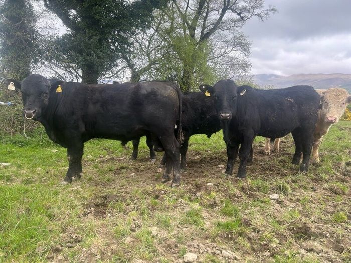 Kingdom Angus