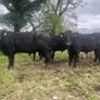 Kingdom Angus Image 7