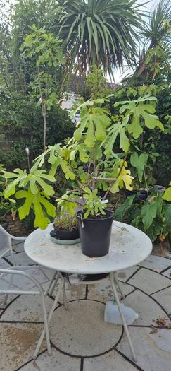 Fig tree Ronde De Bordeux