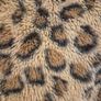 Girl's Winter Leopard Print Jacket Image 4