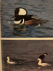 Ornamental water fowl