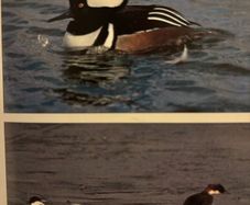 Ornamental water fowl