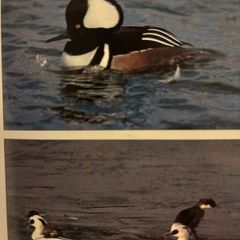 Ornamental water fowl
