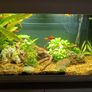 Fish tank full setup Image 2