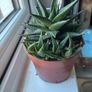 Haworthia Succulent Multiple Plants Image 6