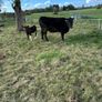 Angus heifer with limousine heifer calf Image 2