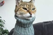 Grey Knitted Jumper for Cat or small Dog - NEW