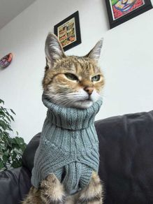 Grey Knitted Jumper for Cat or small Dog - NEW