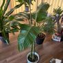 Strelitzia Plant + Pot + Stand Image 2