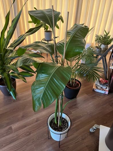 Strelitzia Plant + Pot + Stand