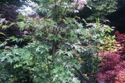 Japanese Acer