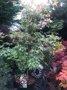Japanese Acer