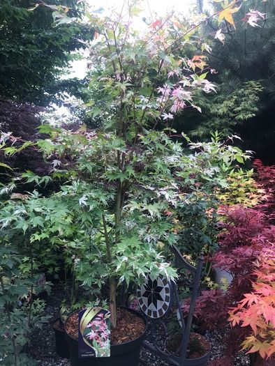 Japanese Acer
