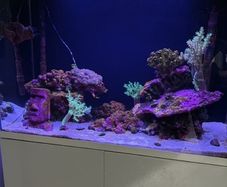 140 litre marina fish tank with fish and coral