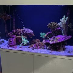 140 litre marina fish tank with fish and coral