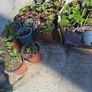 organic strawberry and wild berries plant Image 3