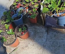organic strawberry and wild berries plant