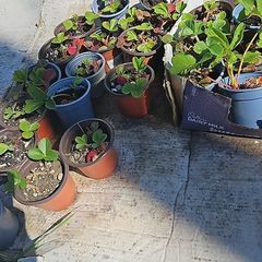 organic strawberry plants