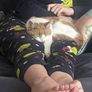 cat for adoption Image 3