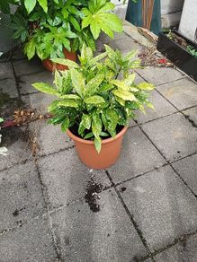 Aucuba Japonica