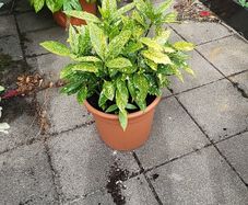 Aucuba Japonica