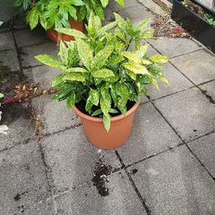 Aucuba Japonica