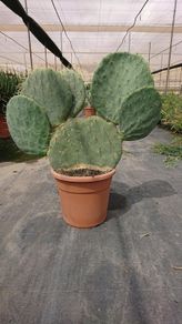 Opuntia Robusta seeds. Wheel Cactus