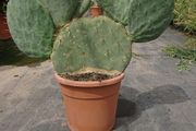 Opuntia Robusta seeds. Wheel Cactus