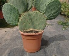 Opuntia Robusta seeds. Wheel Cactus