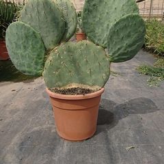 Opuntia Robusta seeds. Wheel Cactus