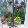 Antique Mahogany Column Coat stand brass lion hooks Image 6