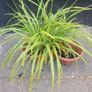 ornamental grass Image 2