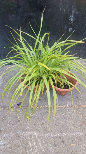 ornamental grass