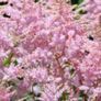 plant Image 5