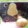 Antique Victorian Chubb And Sons Lock & Safe Company Limited Rim Lock Image 3